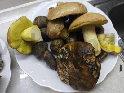 Kepti miško grybai Žingsnis 1