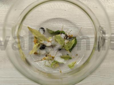 Gėrimas su avietėmis ir žolelėmis Žingsnis 2