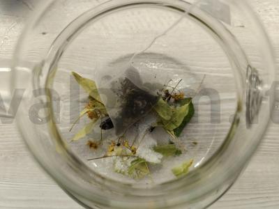 Gėrimas su avietėmis ir žolelėmis Žingsnis 3