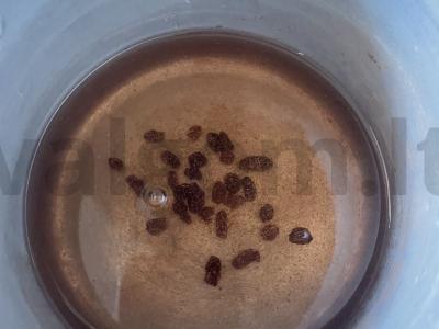 Gėrimas „Lengvas glintveinas“ Žingsnis 3