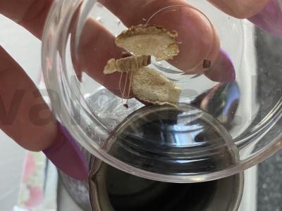 Gaivus kava su imbieru ir muskato riešutu Žingsnis 2