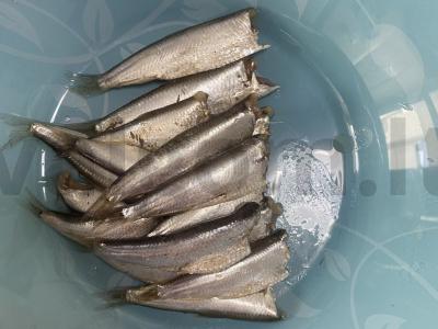 Aštrus silkės, avokado ir burokėlių salotas „Raudonas kvadratas“ Žingsnis 2