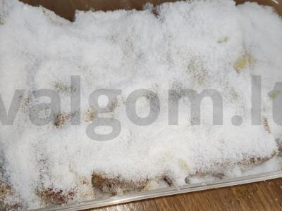 Namų sūdyta lašiniai Žingsnis 9