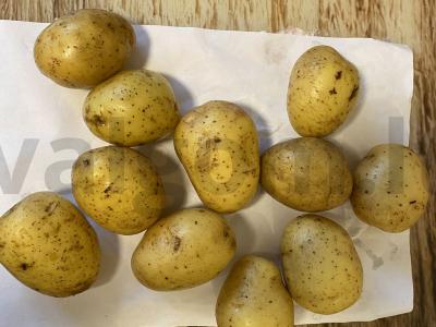 Kepta bulvė su voveraitėmis grietinėlėje Žingsnis 1