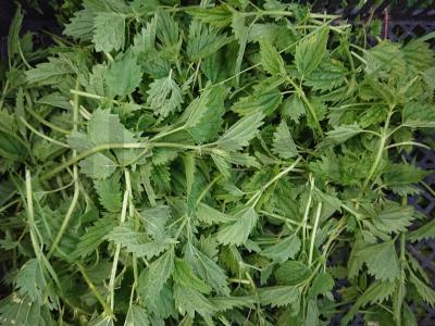 Žalias sriuba iš kiaulienos šonkaulių ir dilgėlių katile Žingsnis 4