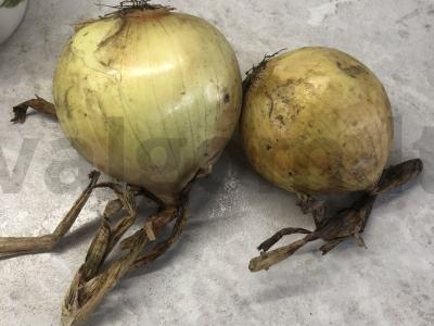 Vištienos šlaunelės su voveraitėmis Žingsnis 2