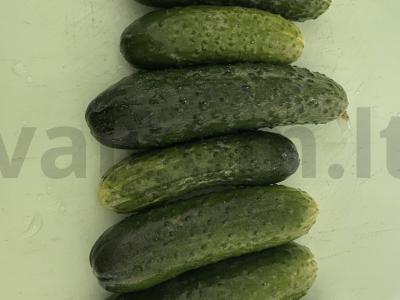 Sūdyti agurkai maišelyje Žingsnis 1