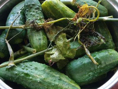 Sūdyti agurkai Žingsnis 1