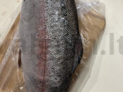 Sūdyta žuvis Žingsnis 1