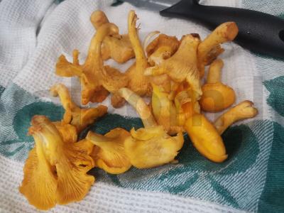 Kepta bulvė su voveraitėmis Žingsnis 1