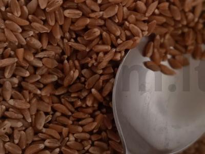 Kasha iš polbos ir perlinių kruopų su sėlenomis Žingsnis 1