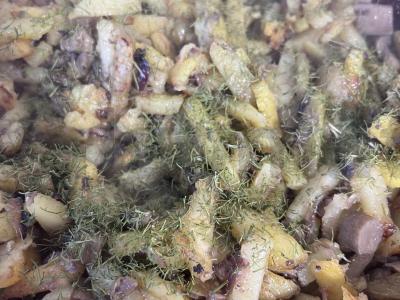 Bulvės su grybais iš konservų Žingsnis 5