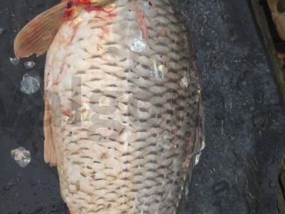 Kepta žuvis Žingsnis 1