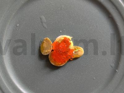 Kiaušinis atvirkščiai su salierais Žingsnis 3