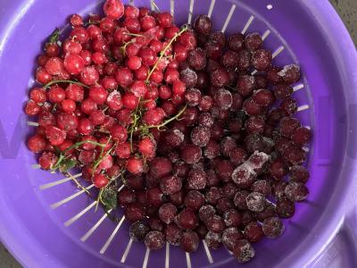 Raudonųjų serbentų ir sodo šermukšnių kompotas Žingsnis 1