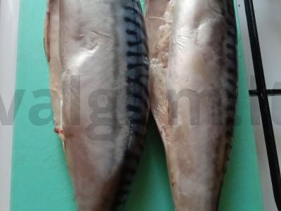 Skumbrijos sagudai Žingsnis 1