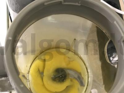 Aksominiai blynai Žingsnis 1