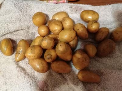 Kūdikių bulvės orkaitėje Žingsnis 1