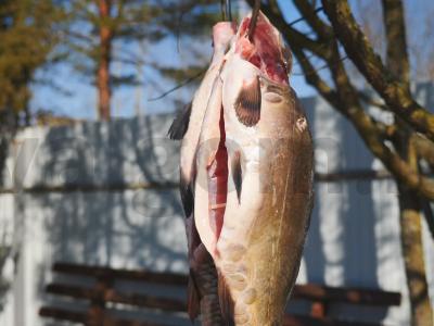 Karpių karštas rūkymas katile ant laužo Žingsnis 4