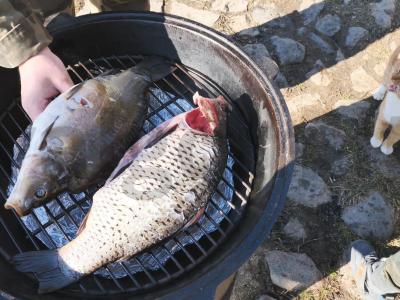 Karpių karštas rūkymas katile ant laužo Žingsnis 9