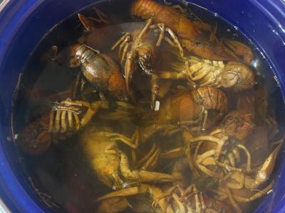 Virti vėžiai su prieskoniais Žingsnis 2