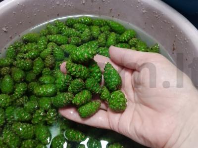 Pušų spyglių uogienė Žingsnis 1