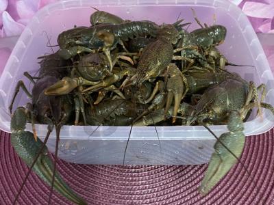 Sultingi ir kvapnūs vėžiai Žingsnis 1