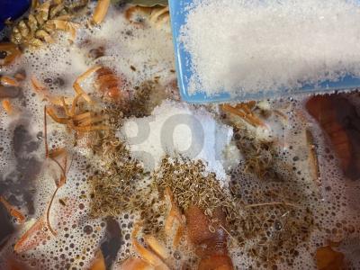 Sultingi ir kvapnūs vėžiai Žingsnis 5