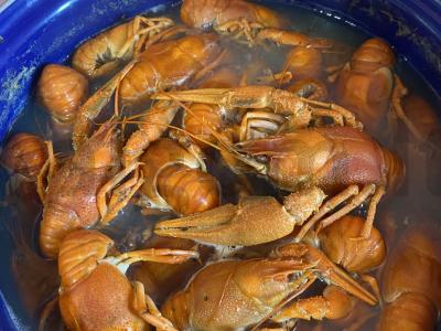 Sultingi ir kvapnūs vėžiai Žingsnis 7